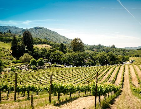 A sunny vineyard valley with rows of grapevines, rolling green hills, a small parking lot with cars, and wispy clouds.