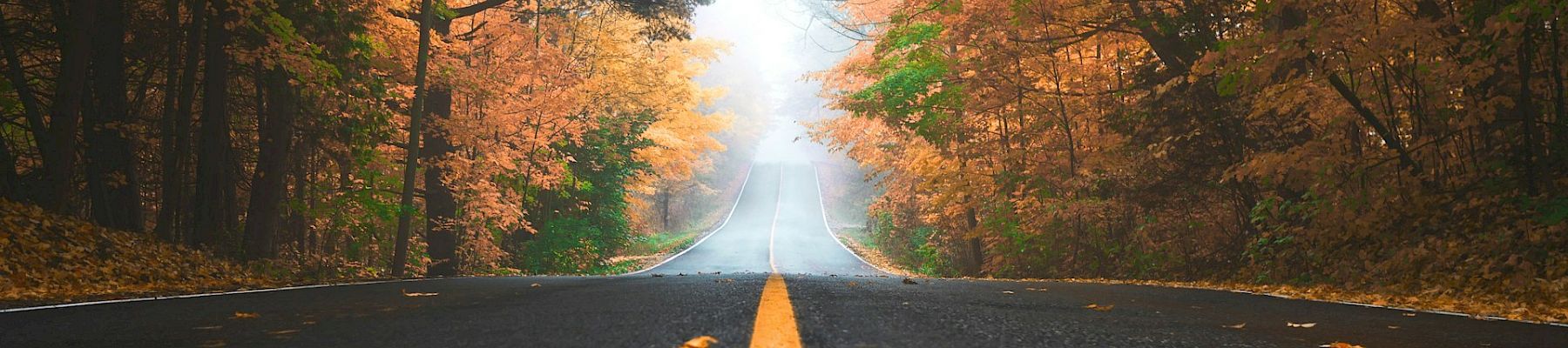 An empty road stretches through an autumn forest, lined with orange and green leaves and soft morning mist ahead.