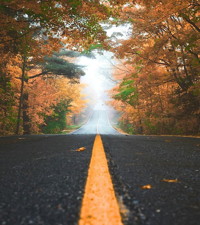 An empty road stretches through an autumn forest, lined with orange and green leaves and soft morning mist ahead.